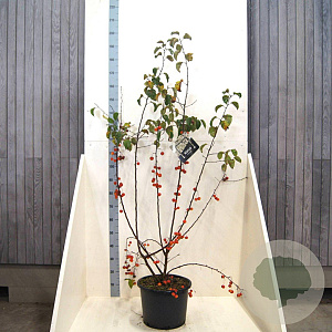 Malus 'Evereste' 100-125 cm 20L meerstammig