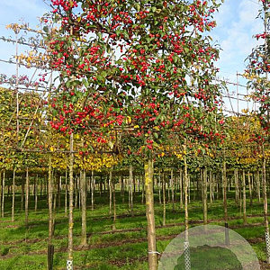 Malus 'Evereste' 10-12 HO draadkluit LEIVORM 200 cm stam