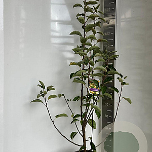 Malus 'Golden Hornet' 100-120 cm 10L