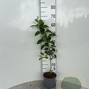 Malus sylvestris 60-80 cm 2,0L