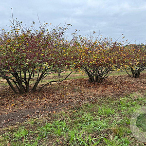 Malus toringo 200-250 cm draadkluit meerstammig