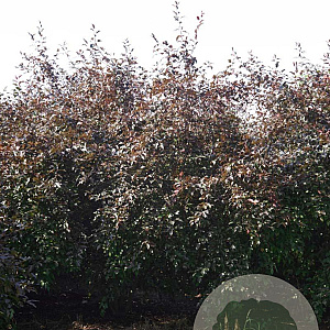 Malus toringo 'Freja' 400-450 cm draadkluit meerstammig