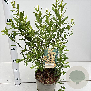 Myrica gale 40-50 cm 4,0L