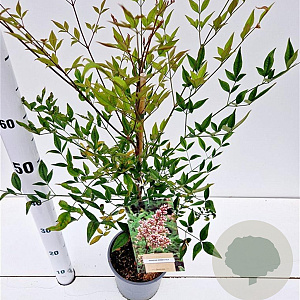 Nandina domestica 40-50 cm 2,5L