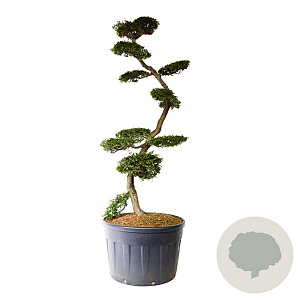Nothofagus antarctica 200-225 cm cont. 230L bonsai