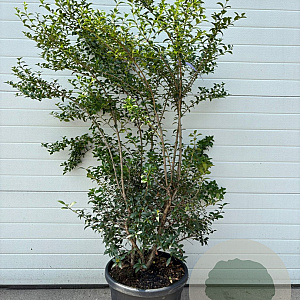 Osmanthus burkwoodii 125-150 cm 40L struik