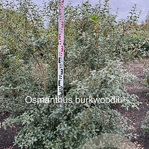 Osmanthus burkwoodii 150-175 cm met kluit