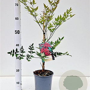 Nandina d. 'Richmond' 40-50 cm 2,5L