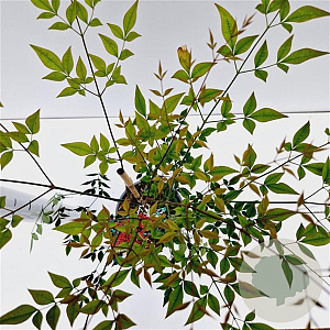 Nandina d. 'Richmond' 40-50 cm 2,5L