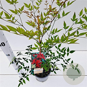 Nandina d. 'Richmond' 40-50 cm 2,5L