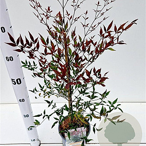 Nandina d. Summer Sunset 40-50 cm 2,5L