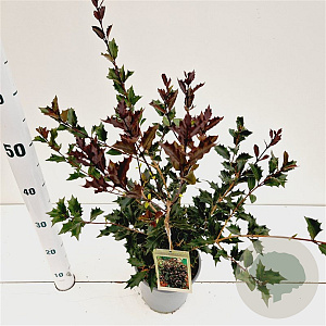 Osmanthus heter. 'Purpureus' 25-30 cm 2,5L