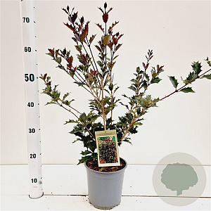 Osmanthus heter. 'Purpureus' 25-30 cm 2,5L
