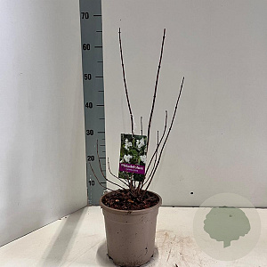 Philadelphus coronarius 40-50 cm 2,0L