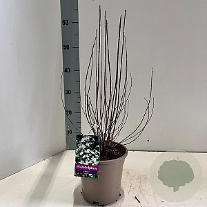 Philadelphus 'Lemoinei' 30-40 cm 2,0L