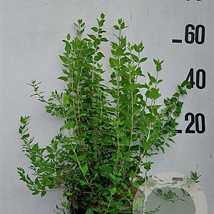 Philadelphus 'Manteau d'Hermine' 60-80 cm 10L