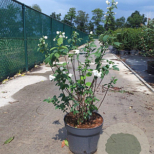Philadelphus 'Virginal' 80-100 cm 10L