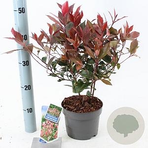 Photinia fraseri 'Little Red Robin' 20-25 cm 2,0L