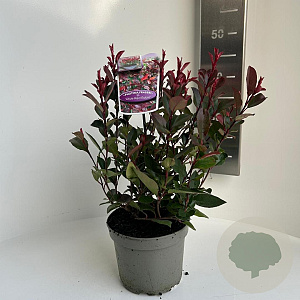 Photinia fraseri 'Little Red Robin' 20-30 cm 2,0L