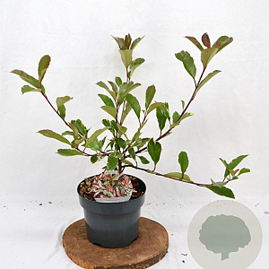 Photinia fraseri Louise 40-50 cm 3,0L