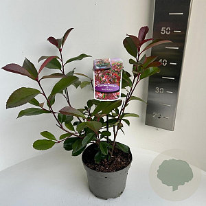 Photinia fraseri 'Red Robin' 30-40 cm P17