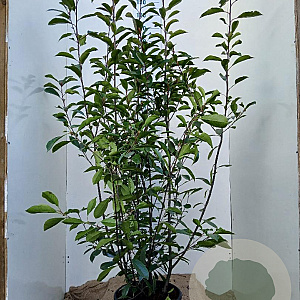 Photinia fraseri 'Red Robin' 175-200 cm 20L najaarspotting