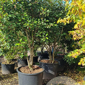 Photinia fraseri 'Red Robin' 300-350 cm cont. 350L solitair