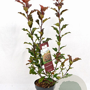 Photinia Magical Volcano 40-60 cm 3,0L