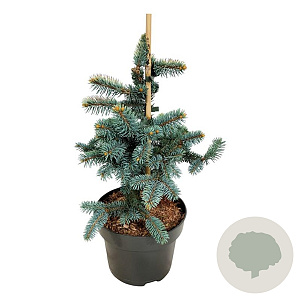 Picea pungens 'Bialobok' 30-40 cm 4,5L