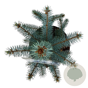 Picea pungens 'Blue Diamond' 30-40 cm 4,5L