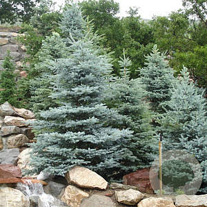 Picea pungens glauca 25-30 cm 3,5L