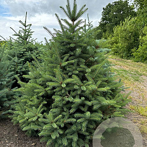 Picea pungens glauca 150-175 cm draadkluit solitair