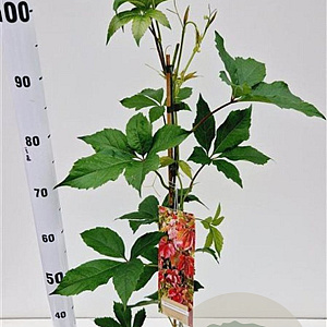 Parthenocissus quinquefolia 70-80 cm 2,5L