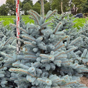 Picea pungens 'Super Blue' 125-150 cm draadkluit extra