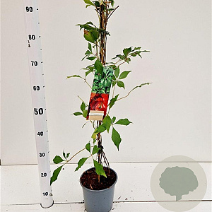 Parthenocissus quinq.engelmannii 70-80 cm 2,5L