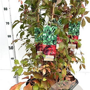 Parthenocissus quinq.engelmannii 70-80 cm 2,5L