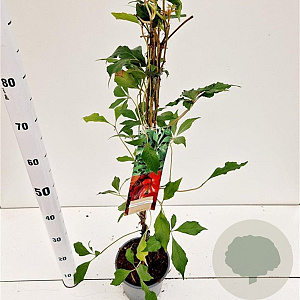 Parthenocissus quinq.engelmannii 70-80 cm 2,5L