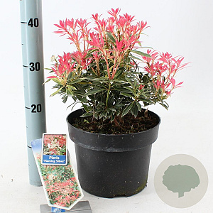 Pieris 'Flaming Silver' 25-35 cm 5,0L