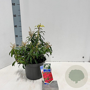 Pieris 'Forest Flame' 20-25 cm 3,0L