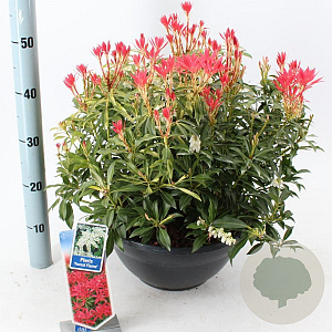Pieris 'Forest Flame' 30-40 cm 10L