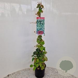 Parthenocissus tr. 'Veitchii' 70-80 cm 2,5L