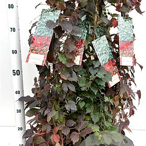 Parthenocissus tr. 'Veitchii' 70-80 cm 2,5L