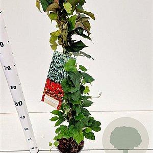 Parthenocissus tr. 'Veitchii' 70-80 cm 2,5L