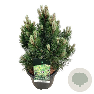 Pinus heldreichii 'Compact Gem' 50-60 cm 15L