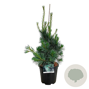 Pinus monticola 'Ammerland' 60-80 cm 15L