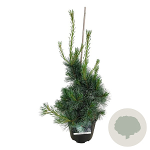 Pinus monticola 'Ammerland' 60-80 cm 15L