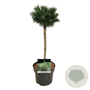 Pinus mugo 'Benjamin' 40 cm stam 4,5L