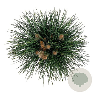 Pinus nigra 'Green Tower' 40-50 cm P21