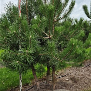 Pinus nigra nigra 175-200 cm draadkluit meerstammig