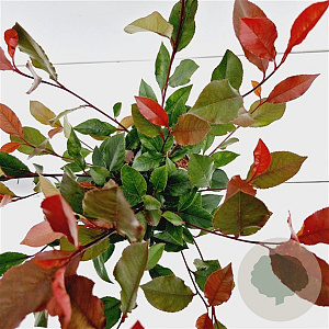 Photinia fraseri 'Little Red Robin' 20-30 cm 2,5L